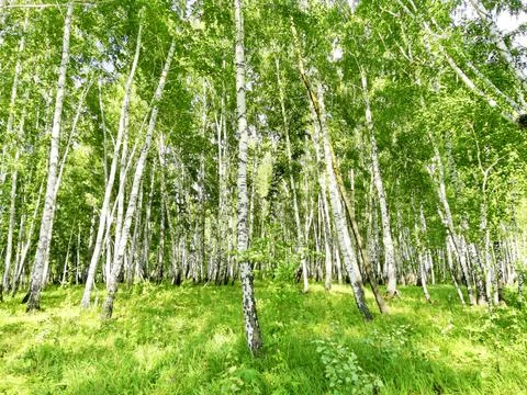 Birch forest Stock Photos