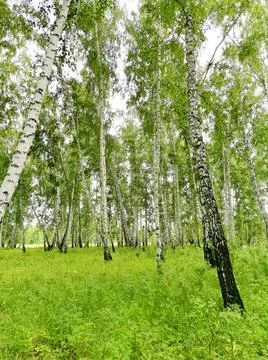 Birch forest Stock Photos