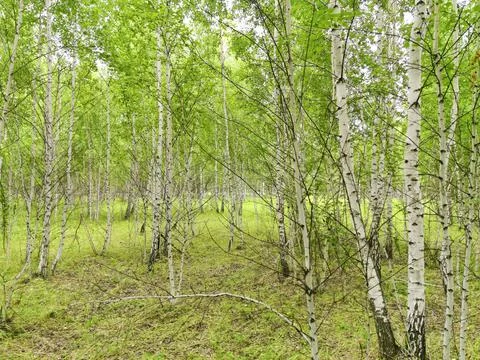 Birch forest Stock Photos