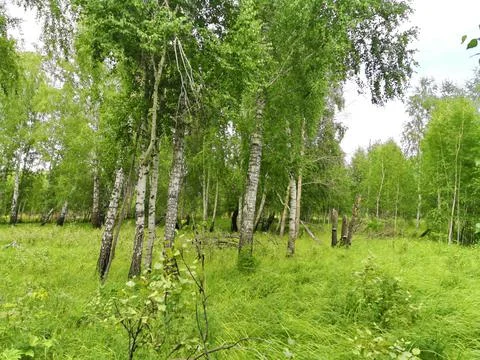 Birch forest Stock-Fotos