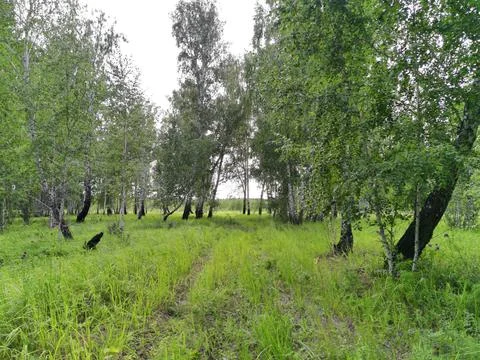 Birch forest Stock Photos