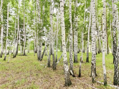Birch forest Stock Photos