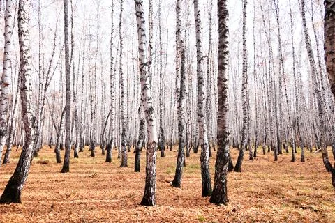 Birch forest Stock Photos