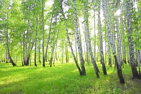 Birch forest Stock Photos