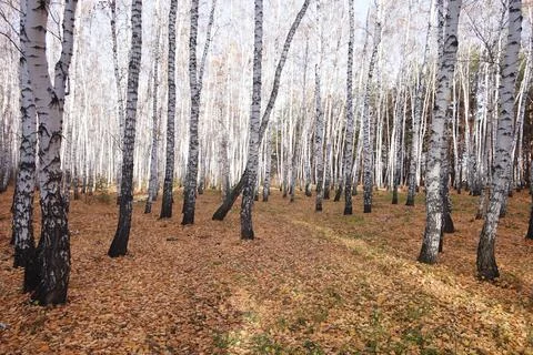 Birch forest Stock Photos
