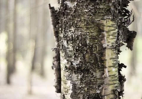Birch in the forest Foto stock
