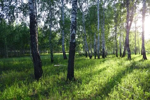 Birch forest Stock Photos