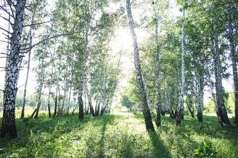 Birch forest Stock-Fotos