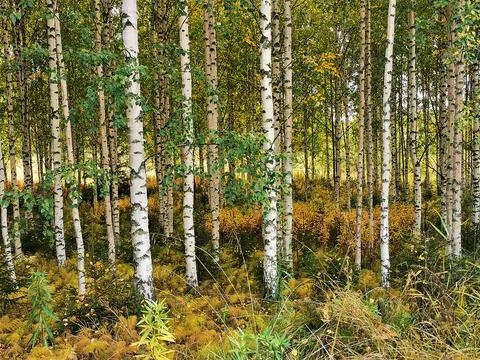 Birch Forest Stock Photos
