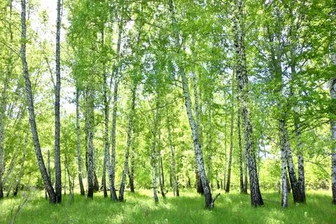 Birch forest Foto stock