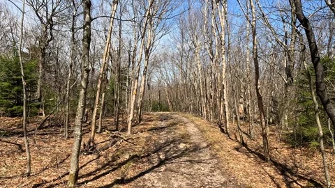Birch Forest POV: Walking Trail White Trees Blue Sky 4K Hiking Path Stock Footage 333476076