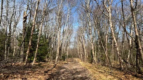 Birch Forest POV: White Trees Blue Sky 4K Hiking Path Stock Footage 333476008