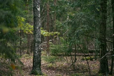 Birch in the forest in September Stock Photos