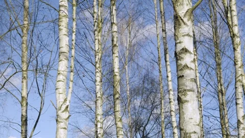 Birch Forest Serenity, Bare Trees Against Blue Sky, natural landscape Vidéo 334667694
