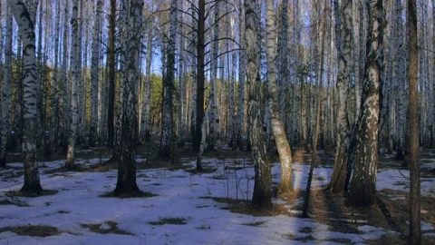 Birch forest with the setting sun 库存影片 130866342