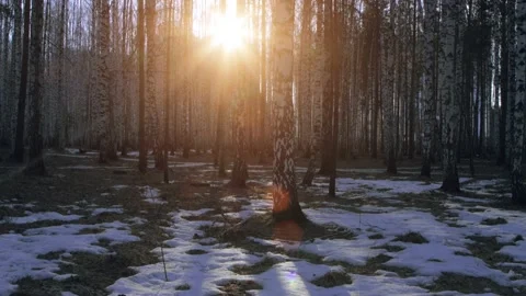 Birch forest with the setting sun 库存影片 130866445