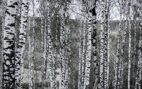 Birch Forest in Siberia Stock Photos