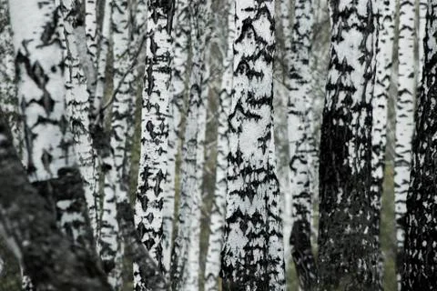 Birch Forest in Siberia Stock Photos