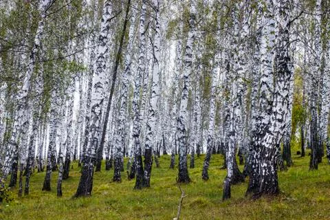 Birch Forest in Siberia Stock Photos
