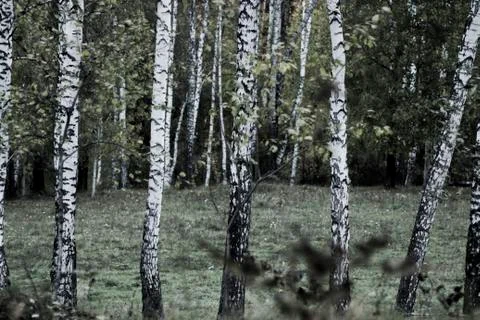 Birch Forest in Siberia Stock Photos