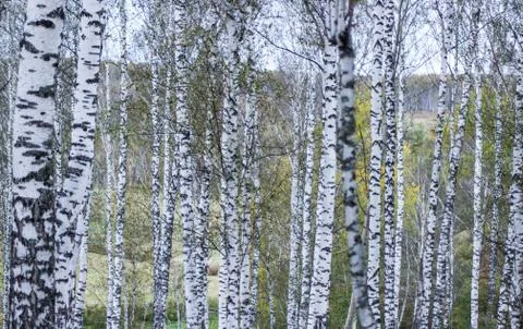 Birch Forest in Siberia Stock Photos