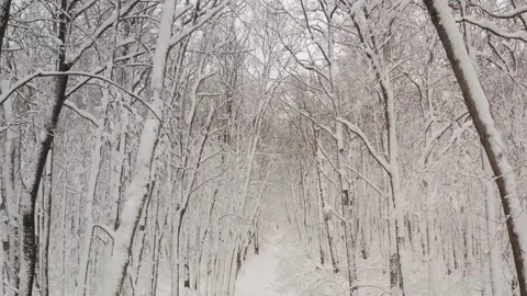 Birch forest in the snow. getting through winter forest trees. Inside there is a Video stock 139828059