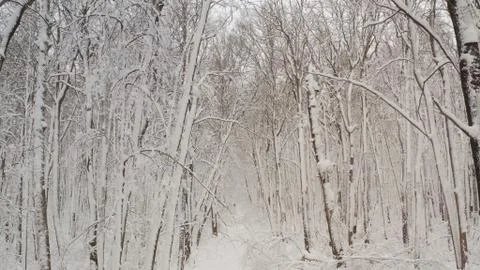 Birch forest in the snow. getting through winter forest trees. Inside there is a Stock Photos