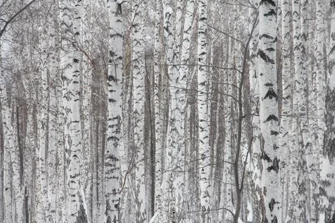 Birch forest in snow Stock-Fotos