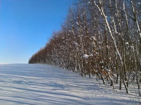 Birch Forest Snow Shadow Stock Photos