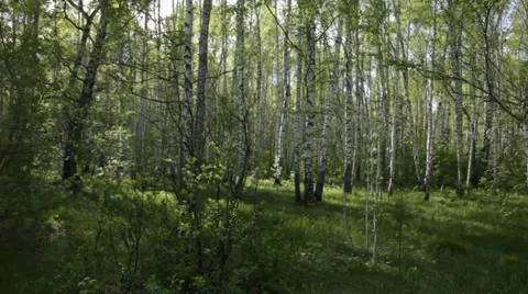 Birch forest in spring Stock Footage 39586802