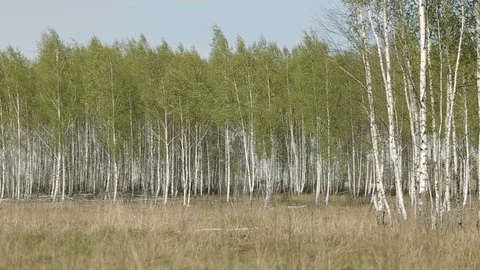 Birch Forest at Spring Video stock 90793296