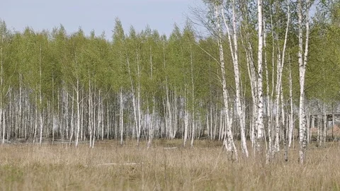 Birch Forest at Spring Video stock 90793356