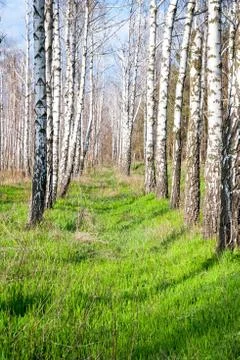 Birch forest in the spring Stock Photos