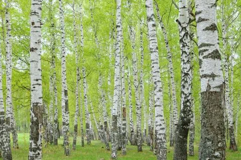 Birch forest in the spring Foto stock