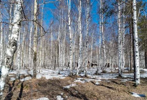 Birch forest in spring Foto stock