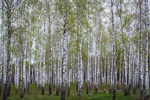 Birch forest in the spring Stock Photos