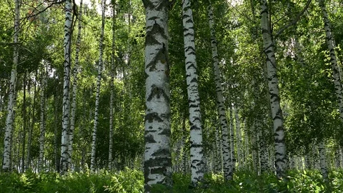Birch forest on a summer day. Stock Footage 92844663