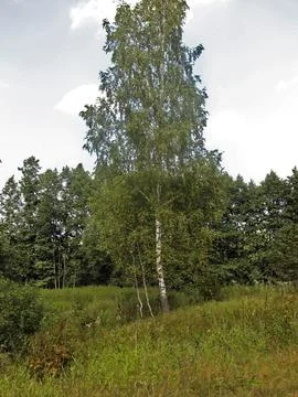 Birch in the forest in summer with green grass and blue sky Stock Photos