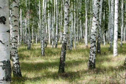 Birch forest in summer Stock Photos