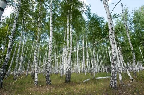 Birch forest in summer Stock Photos