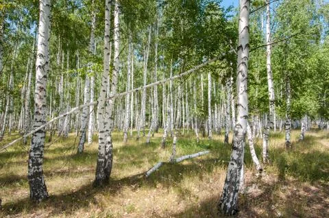 Birch forest in summer Stock Photos