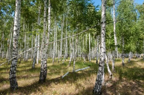 Birch forest in summer Stock Photos