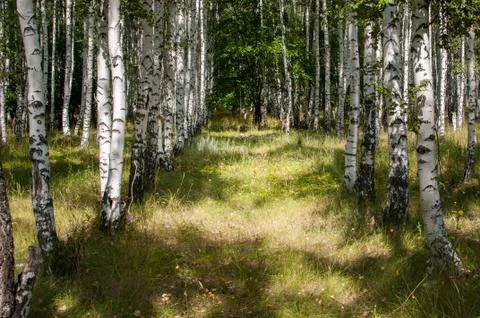 Birch forest in summer Stock Photos