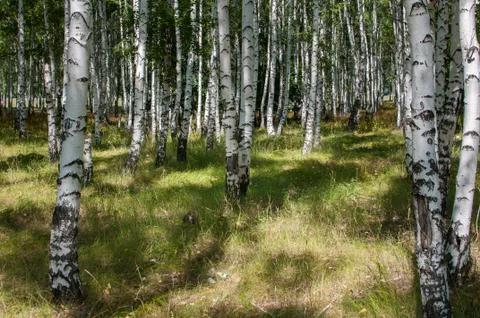 Birch forest in summer Stock Photos