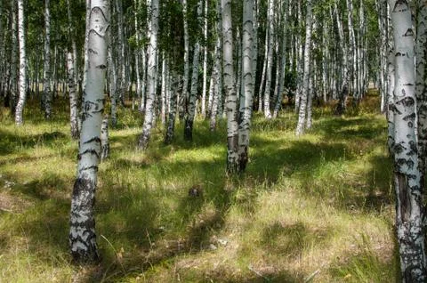 Birch forest in summer Stock Photos