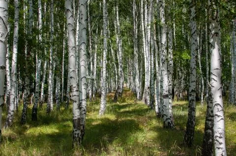 Birch forest in summer Stock Photos