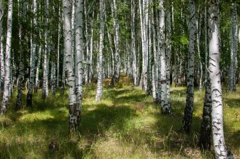 Birch forest in summer Stock Photos