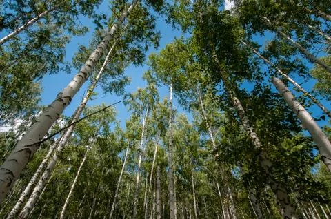 Birch forest in summer Stock Photos