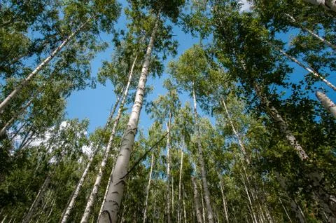 Birch forest in summer Fotos Stock