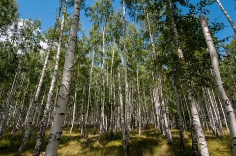 Birch forest in summer Stock Photos